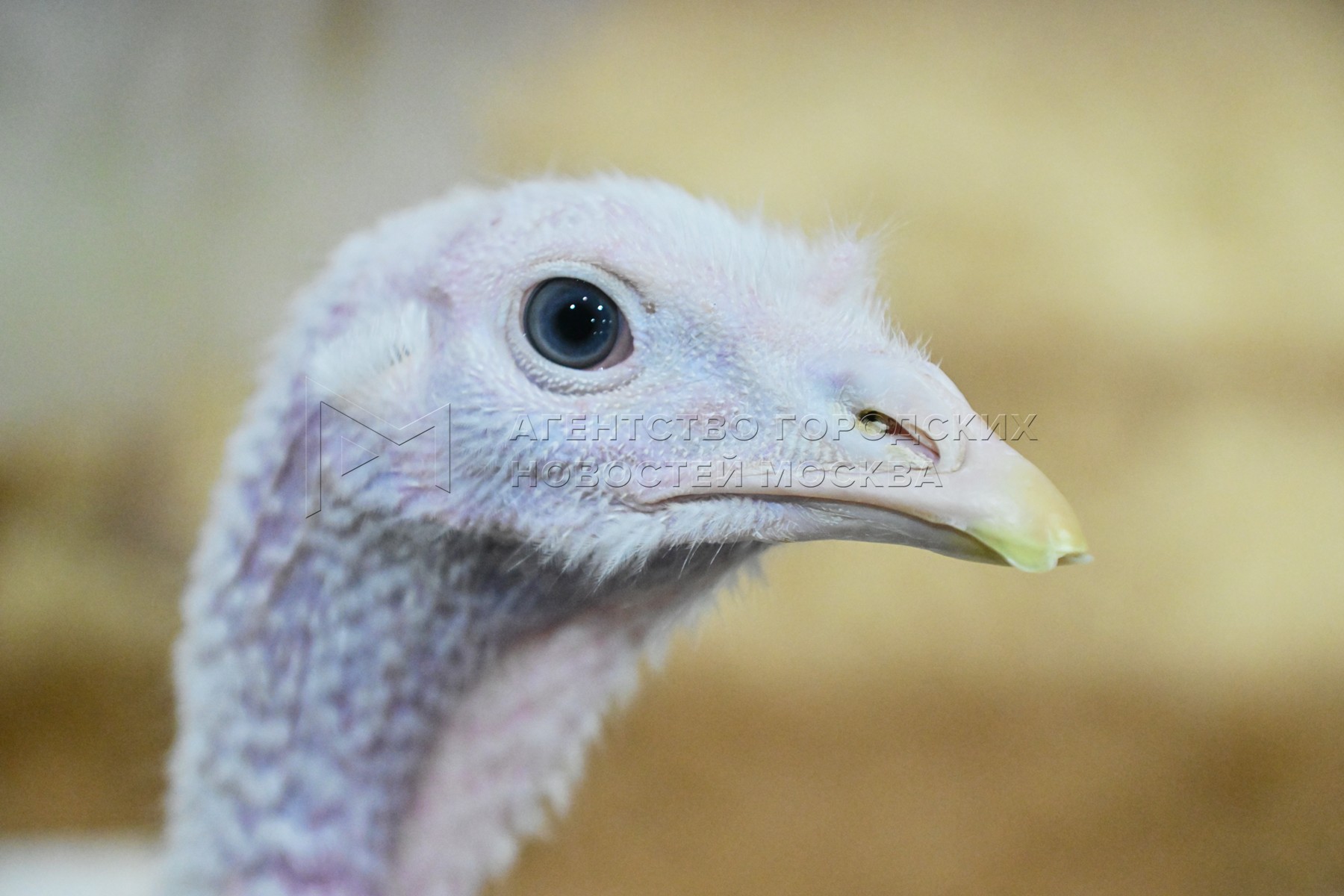 Дәретханадағы әйелдердің жасырын камера порносы Асфиксия кезінде оргазм