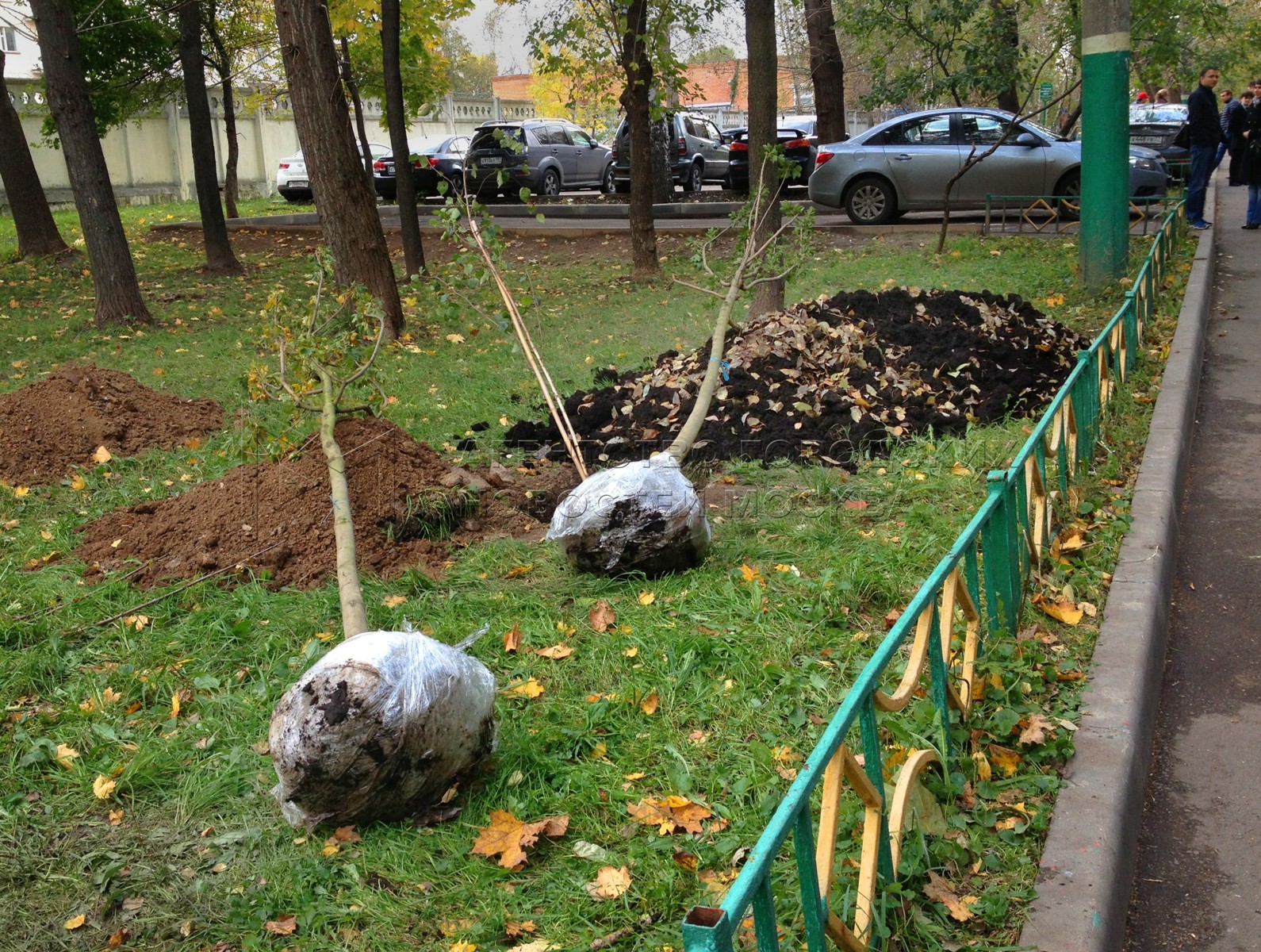 выращивание цветов. саженцы деревьев. посадка деревьев благоустройство. московский сажать. кизильник рязань сквер торговые ряды.