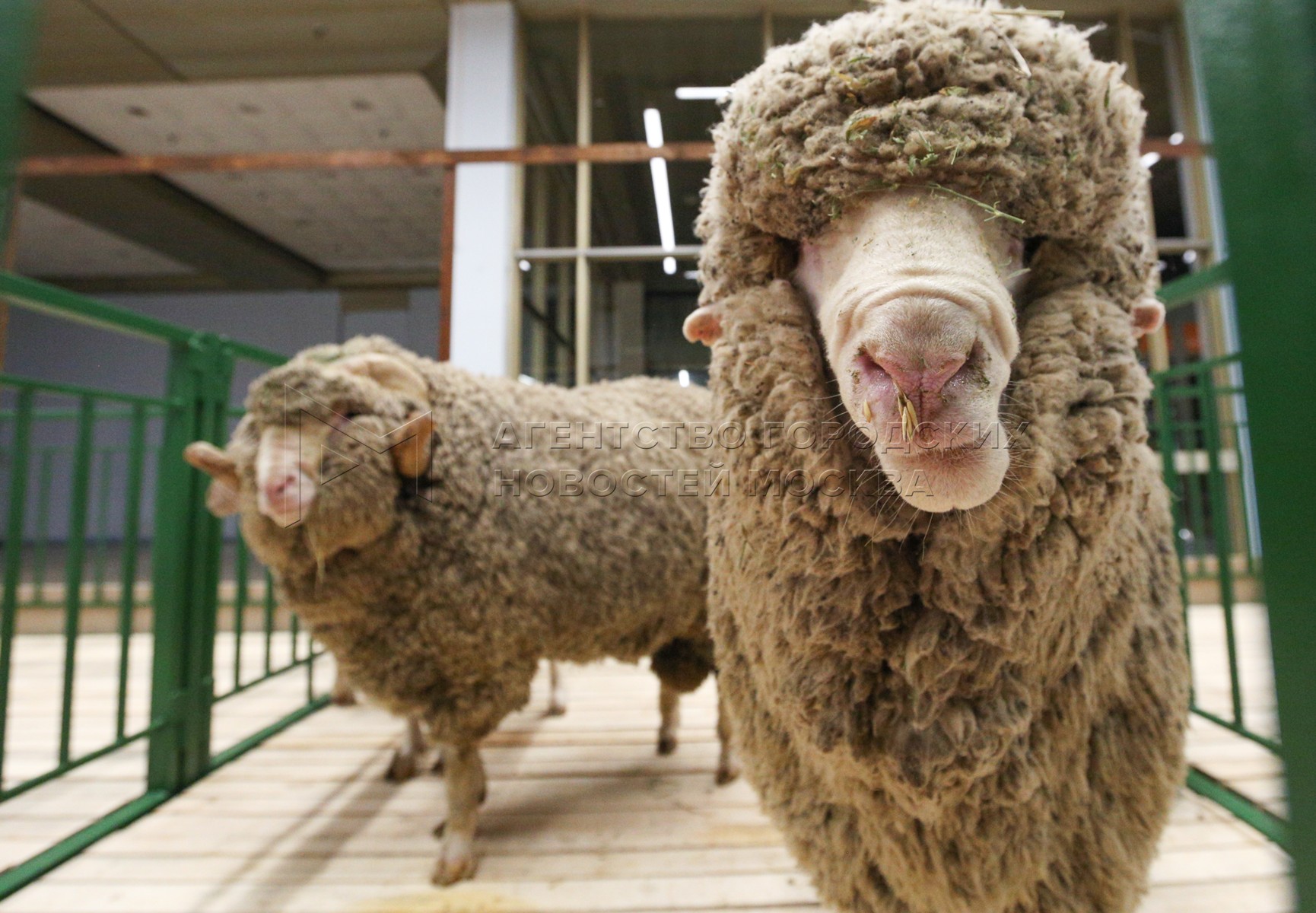 На вднх есть ли племенные животные. Животные на вднх в москве. Фото вднх, выставка коров. Вднх выставка коров. Вднх выставка животных.