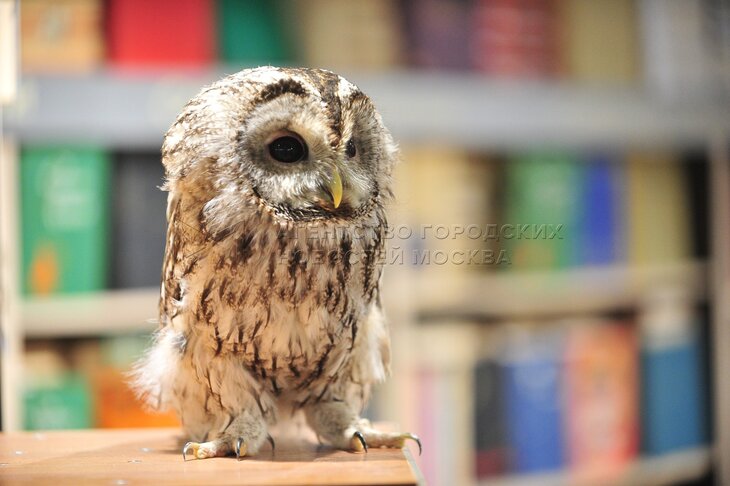 Скульптура "Сова", Самара: лучшие советы перед посещением - Tripadvisor