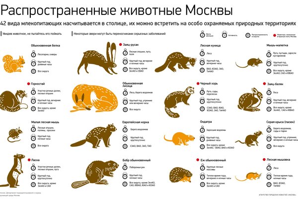 А вот таких деловых кабанчиков сняла камера Ревдинский рабочий (Ревда)