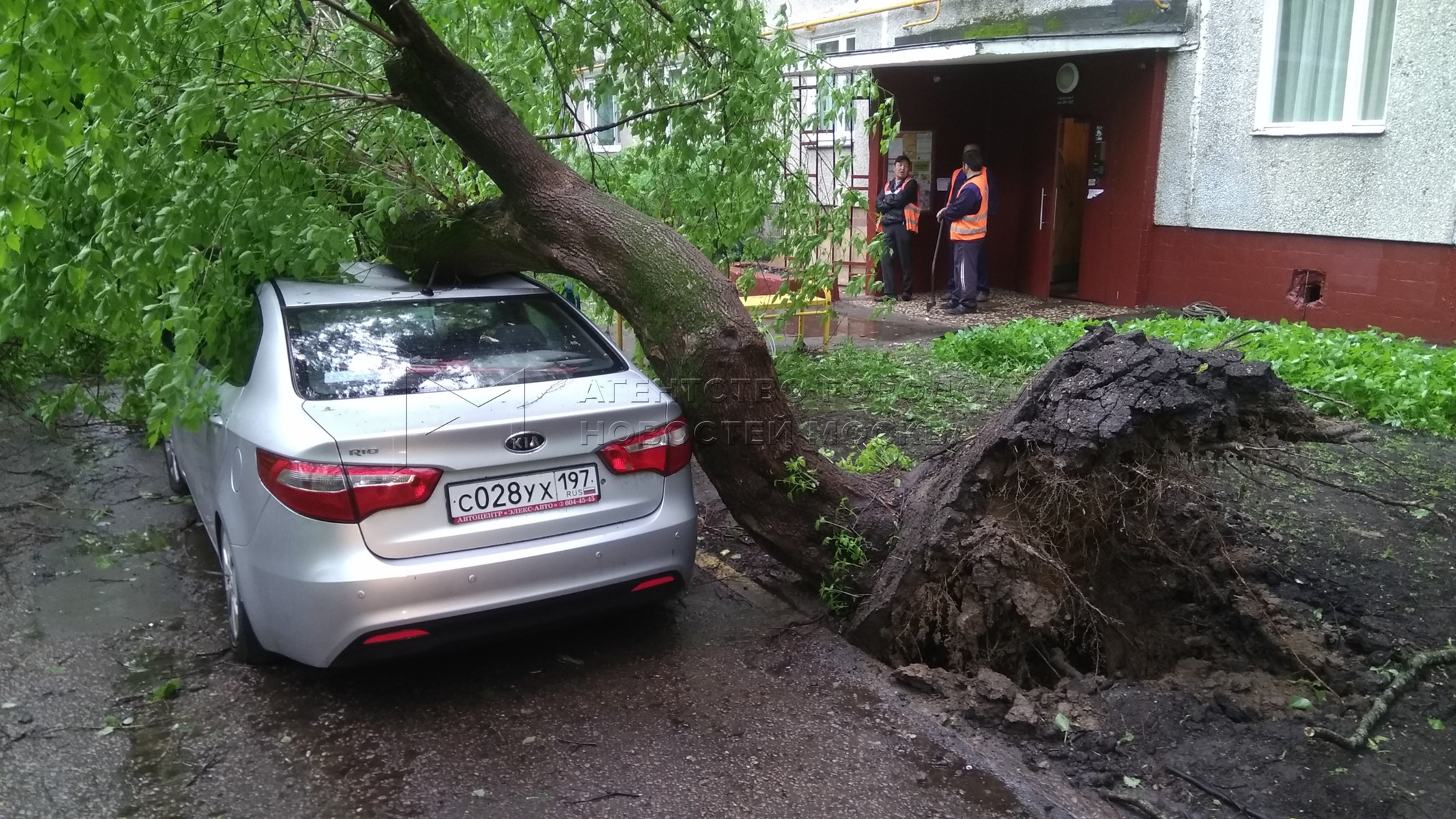 Во дворе упало дерево что делать. Дерево упало на автомобиль. Дерево упало на Ауди. Дерево упало на автомобиль Chonqi. Упало дерево на машину что делать во дворе.