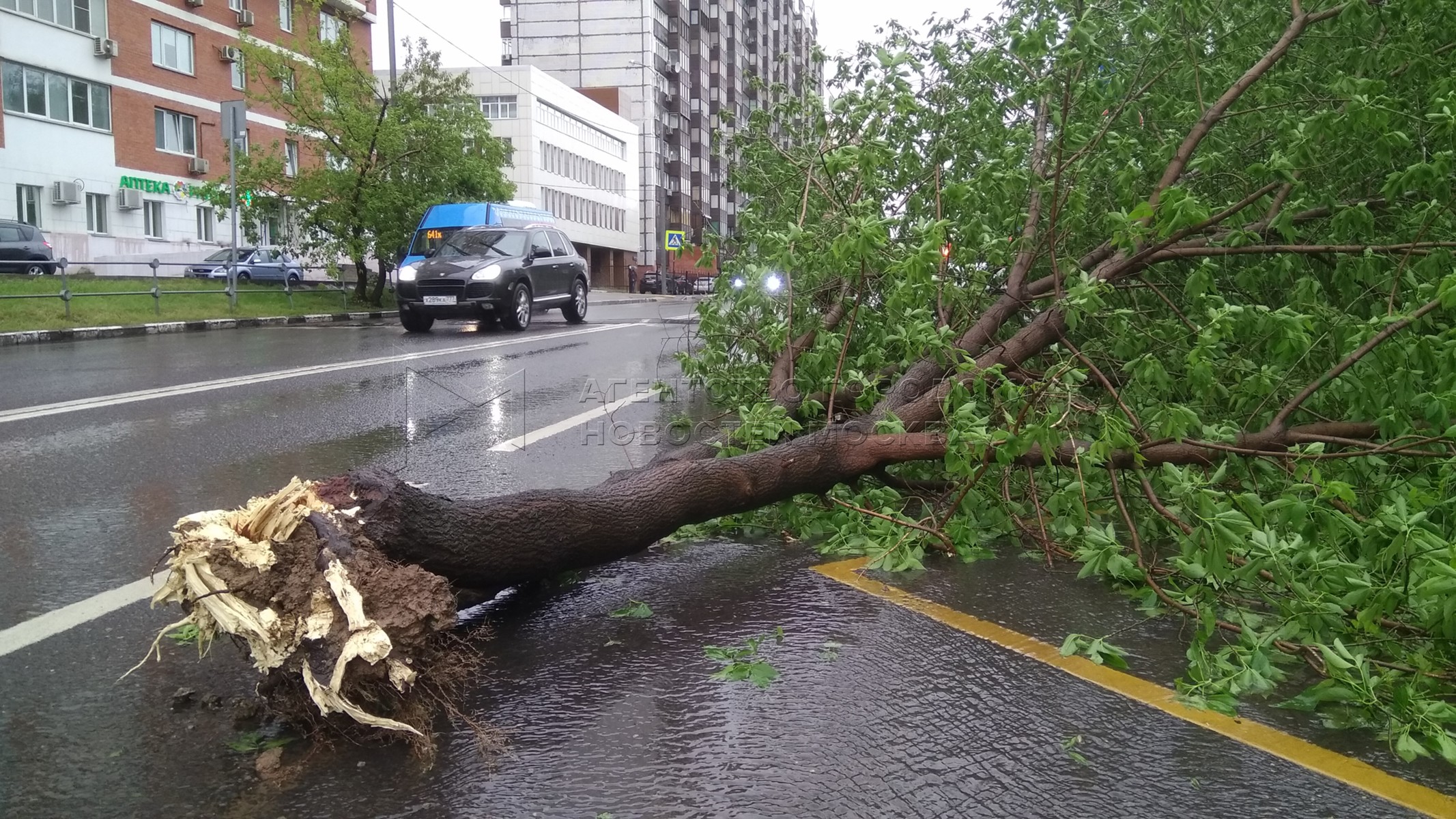 Ветер в москве деревья. Падающие деревья в Москве видео. Крепления для деревьев в Москве, дерево упало. Аварийное дерево падает. Последствия шквалистого ветра дерево упало на остановку.