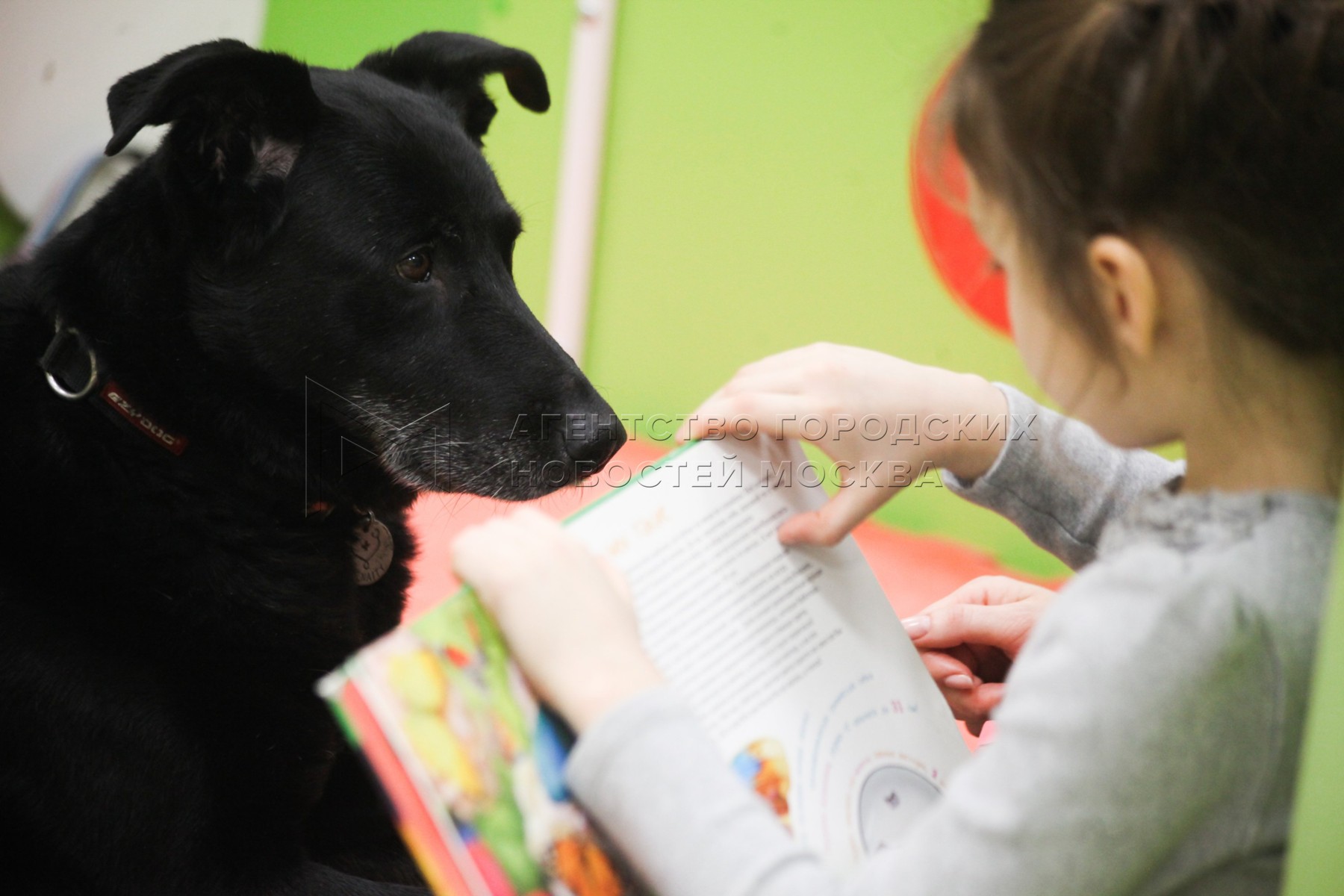 Собака читает. Дети чтение собаки. Ребенок читает с щенком. Мейделин Финн и библиотечная собака. Дети читают собаке