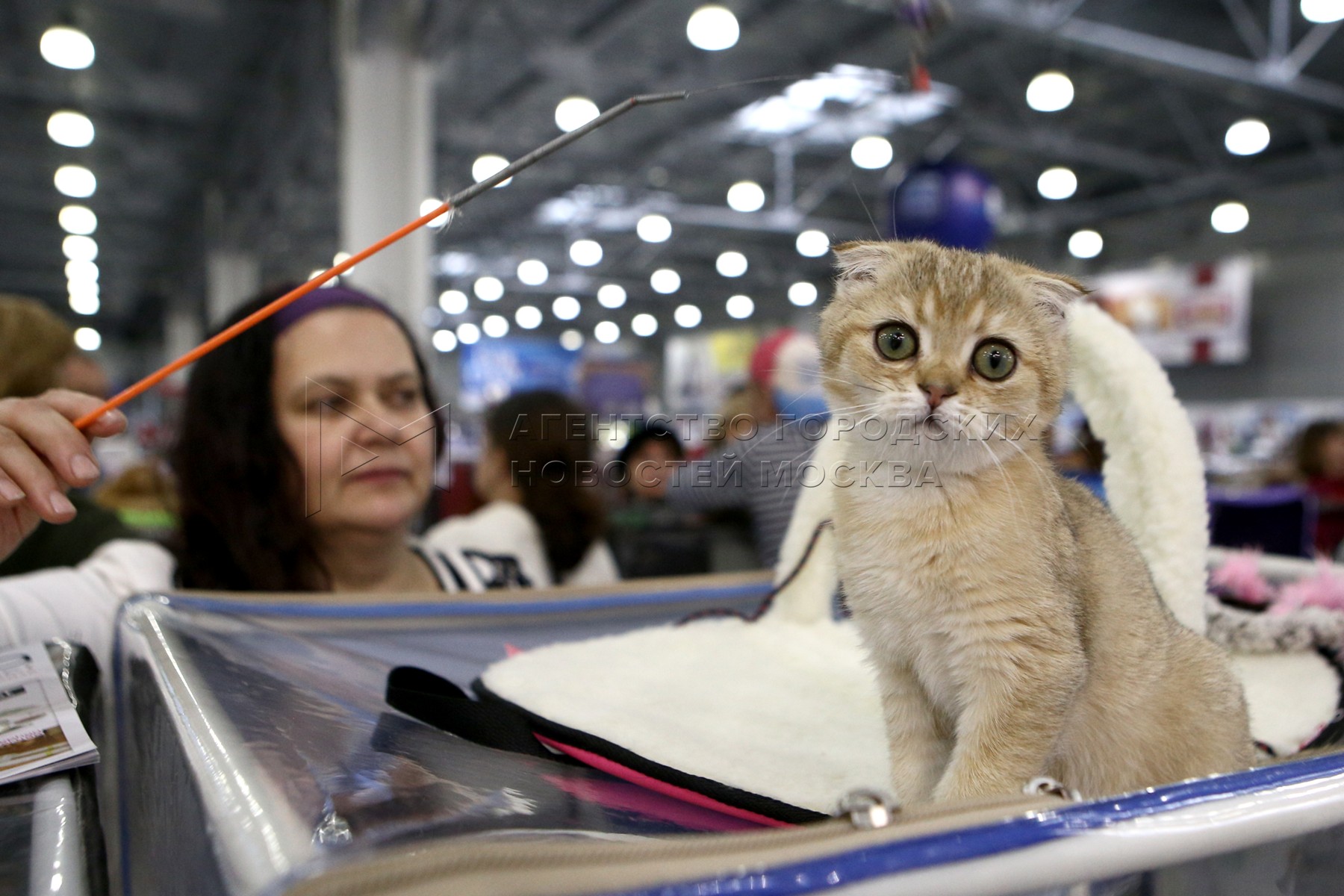 Крокус экспо выставка кошек. Запретили животных на выставках. Робот кошка на выставке в Экспо. Выставка кошек из России запрещена. Запретили выставки кошек фото.