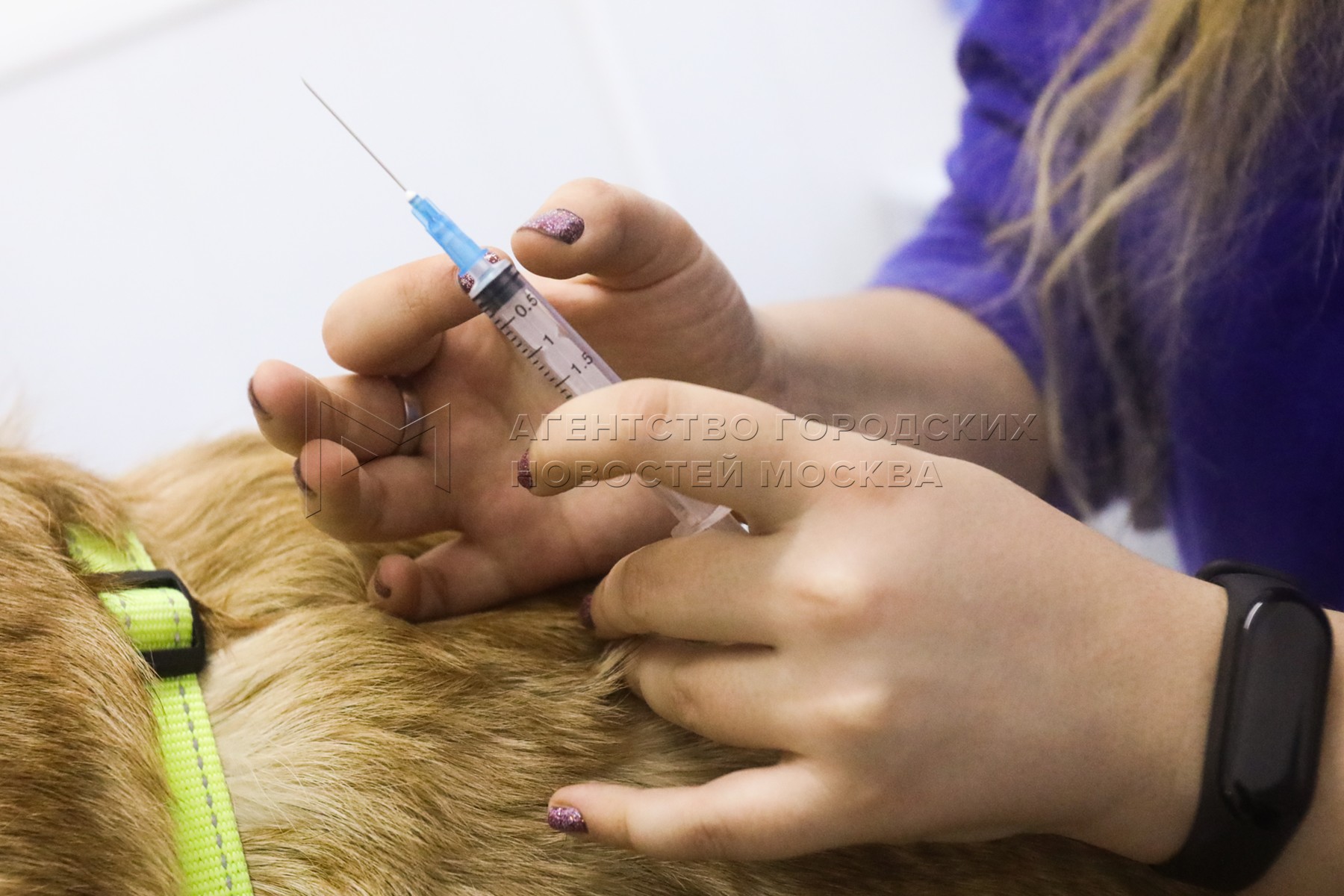 Бесплатные прививки для кошек в москве. Вакцинация животных. Прививку питомцу. Вакцинация домашних животных от бешенства картинки.