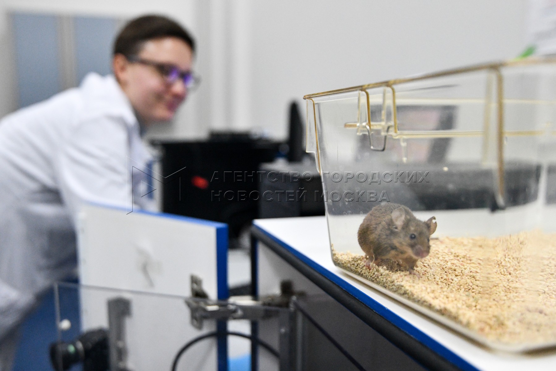 Представление ученых зверей. Лабораторные мыши. Клонирование крыс. Клонированные мыши. Клонирование мышей.