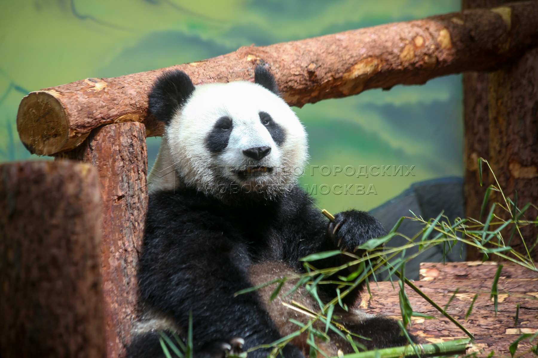 Зоопарк увидеть панду. Панда жуи в Московском зоопарке. Большая Панда в Московском зоопарке. Зоопарк Москва панды жуи. Московский зоопарк панды жуи и Диндин.