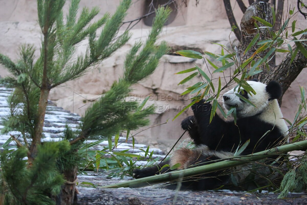 Pandas falling trees 1.20 1. Красная Панда в Московском зоопарке. Московский зоопарк зимой. Московский зоопарк зимой фото. Как жители зоопарка встречают новый год.