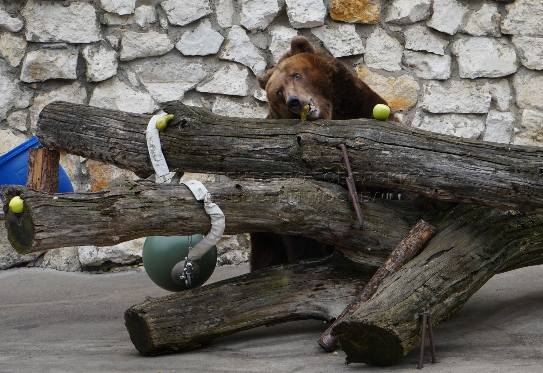 музыка выход медведя. медведь ребикова ноты для фортепиано. музыка выход медведя. музыка выход медведя. мишка косолапый по лесу ноты для фортепиано.