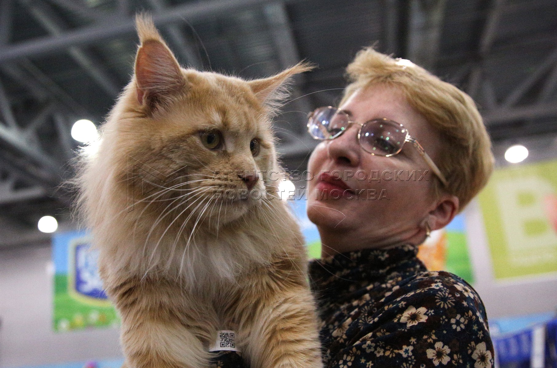 Международная выставка кошек на ВДНХ 12.03.2023 видео на русском. Крокус экспо выставка кошек