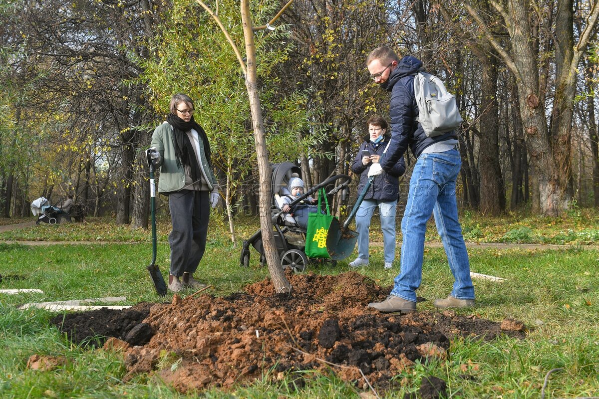 Груша, ива, дуб: в Москве осенью высадили более 6,6 тысячи деревьев / Новости го