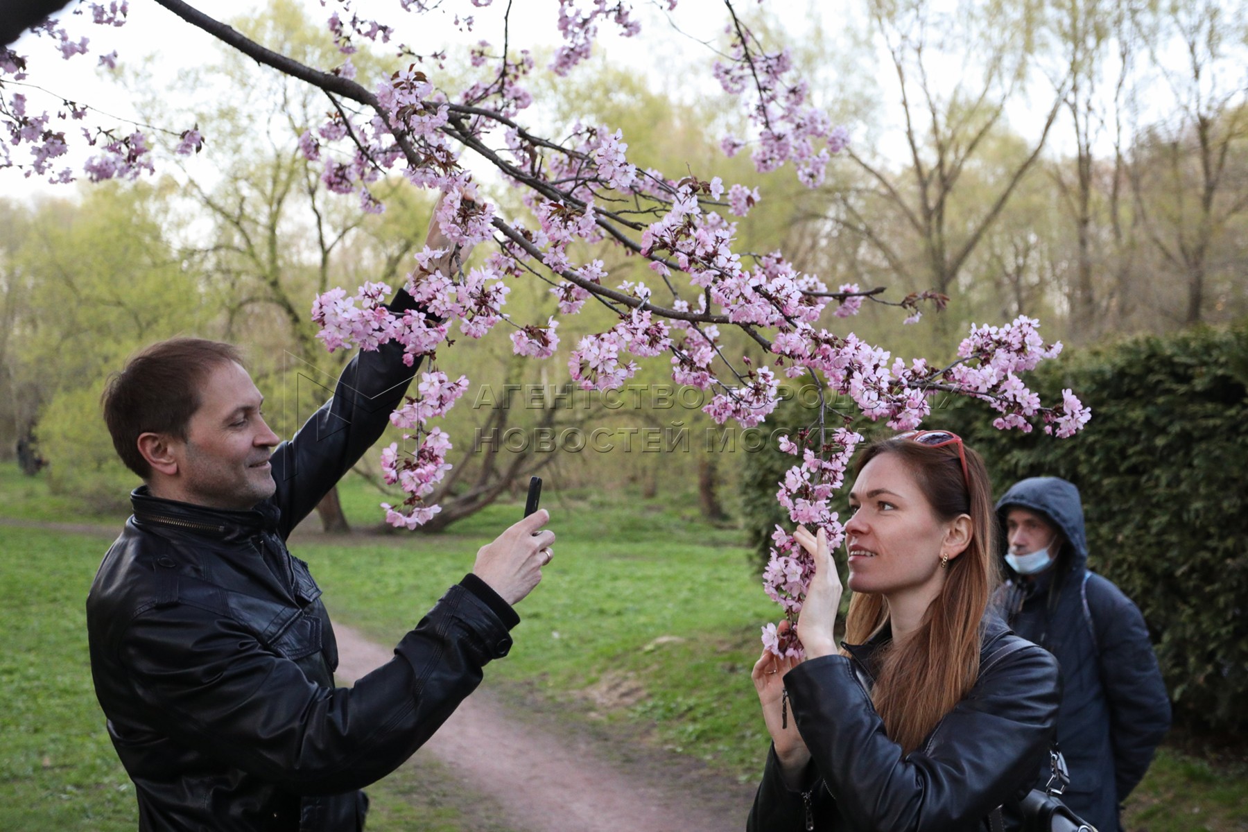 Когда цветет сакура в ботаническом саду москвы