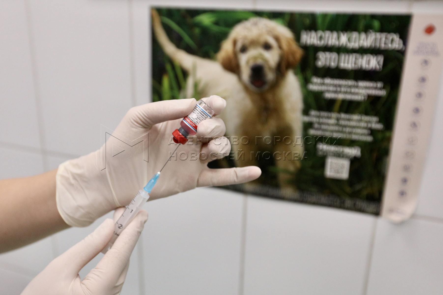 Где сделать прививку от бешенства собаке. Вакцинация животных. Вакцина животным. Вакцинация животных Москва. Вакцинация животных баннер.