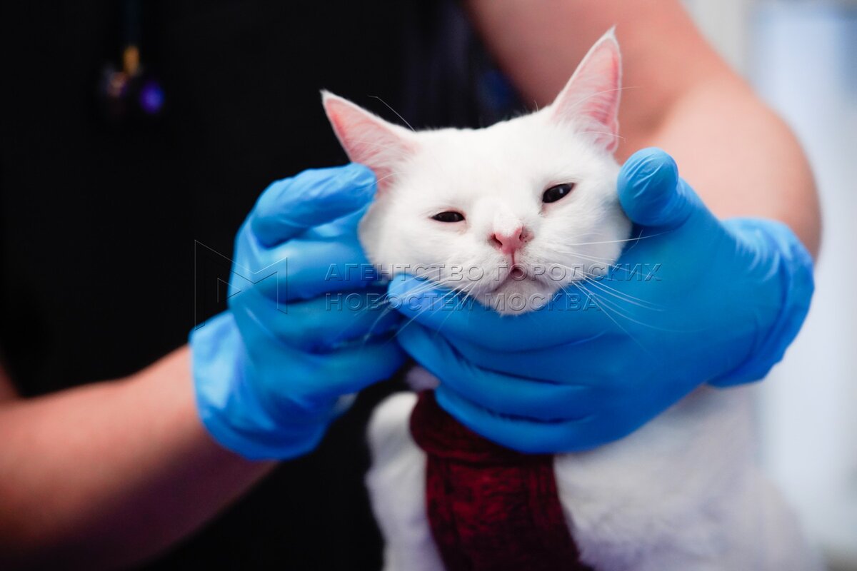 Собянин: Около 130 тыс. раз москвичи воспользовались суперсервисом «Мой ...