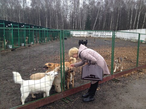 Картинки бездомных собак на улице