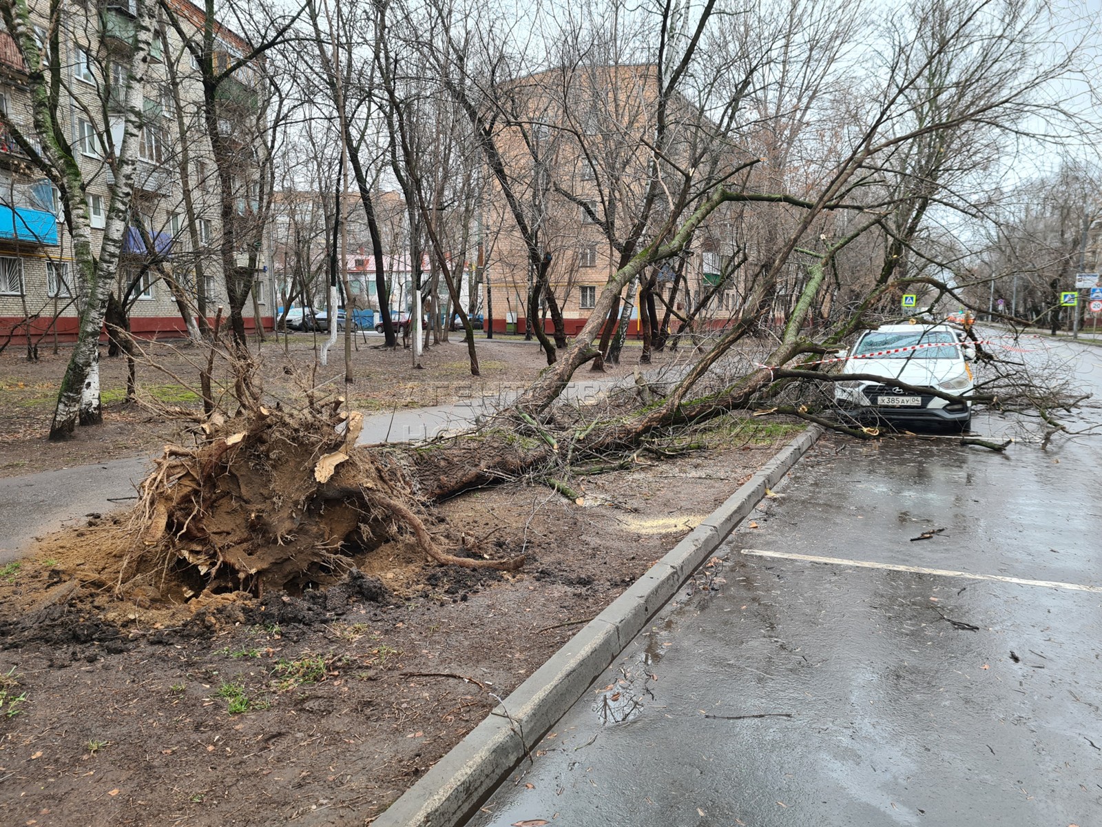 В москве ожидается ураган. Сильный ураган в Москве 2021. Ураган в Москве повалил деревья. Поваленные деревья в Москве. Поваленное дерево.