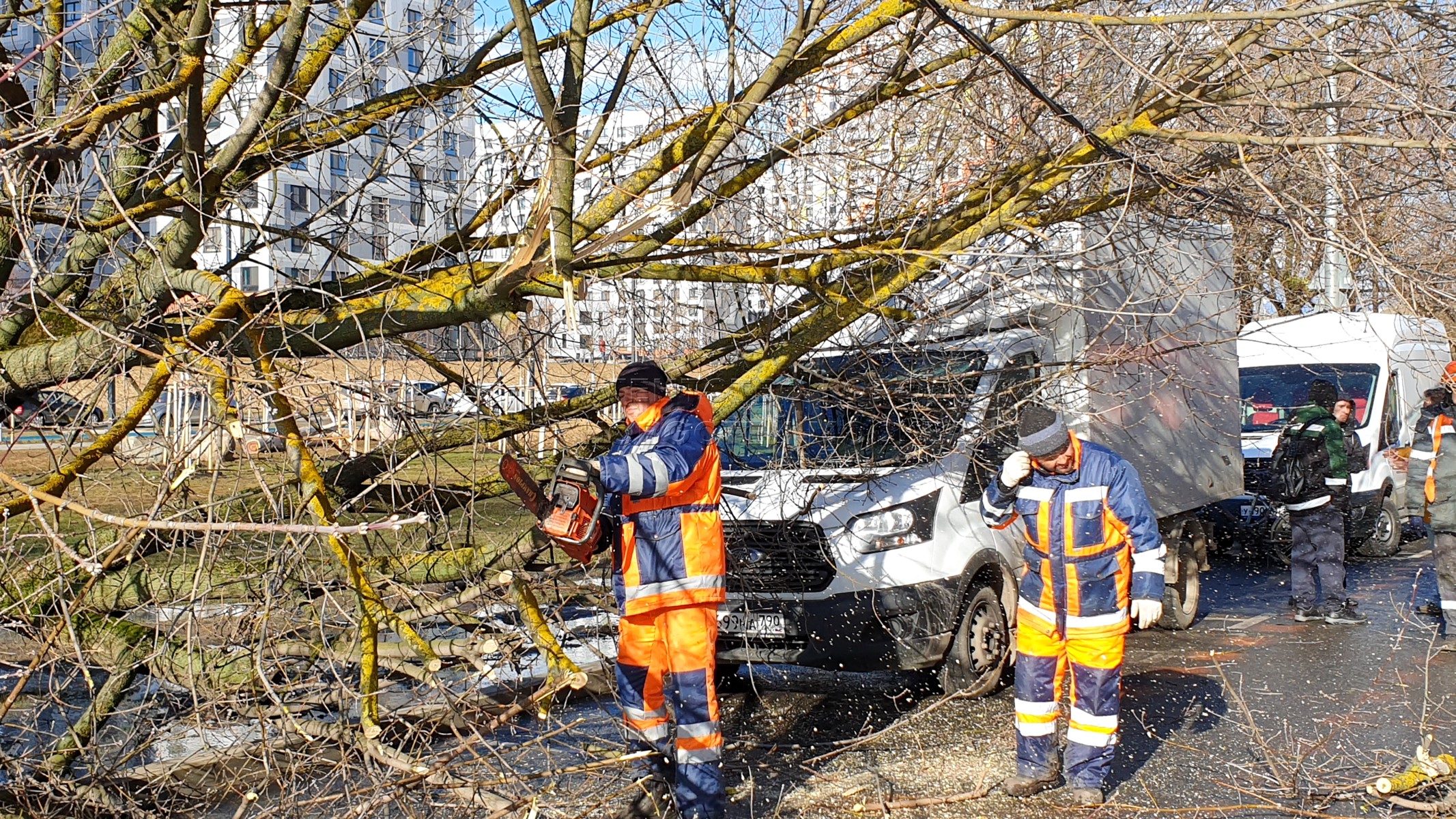 Сильные новости в москве. Упавшие деревья в Москве. Падение дерева в Москве. В Москве ветер повалил деревья. В Москве упало дерево.