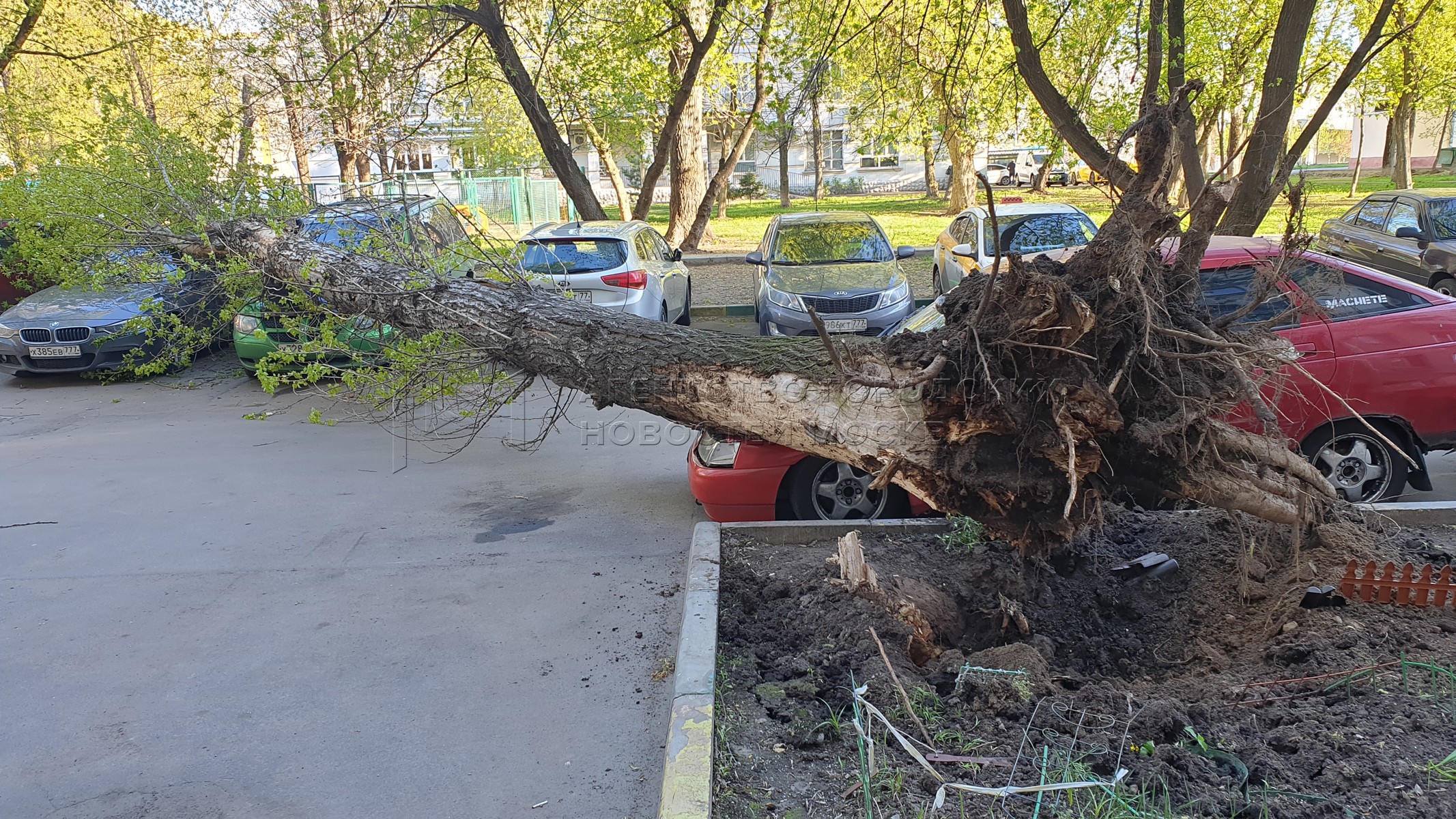 Городские деревья