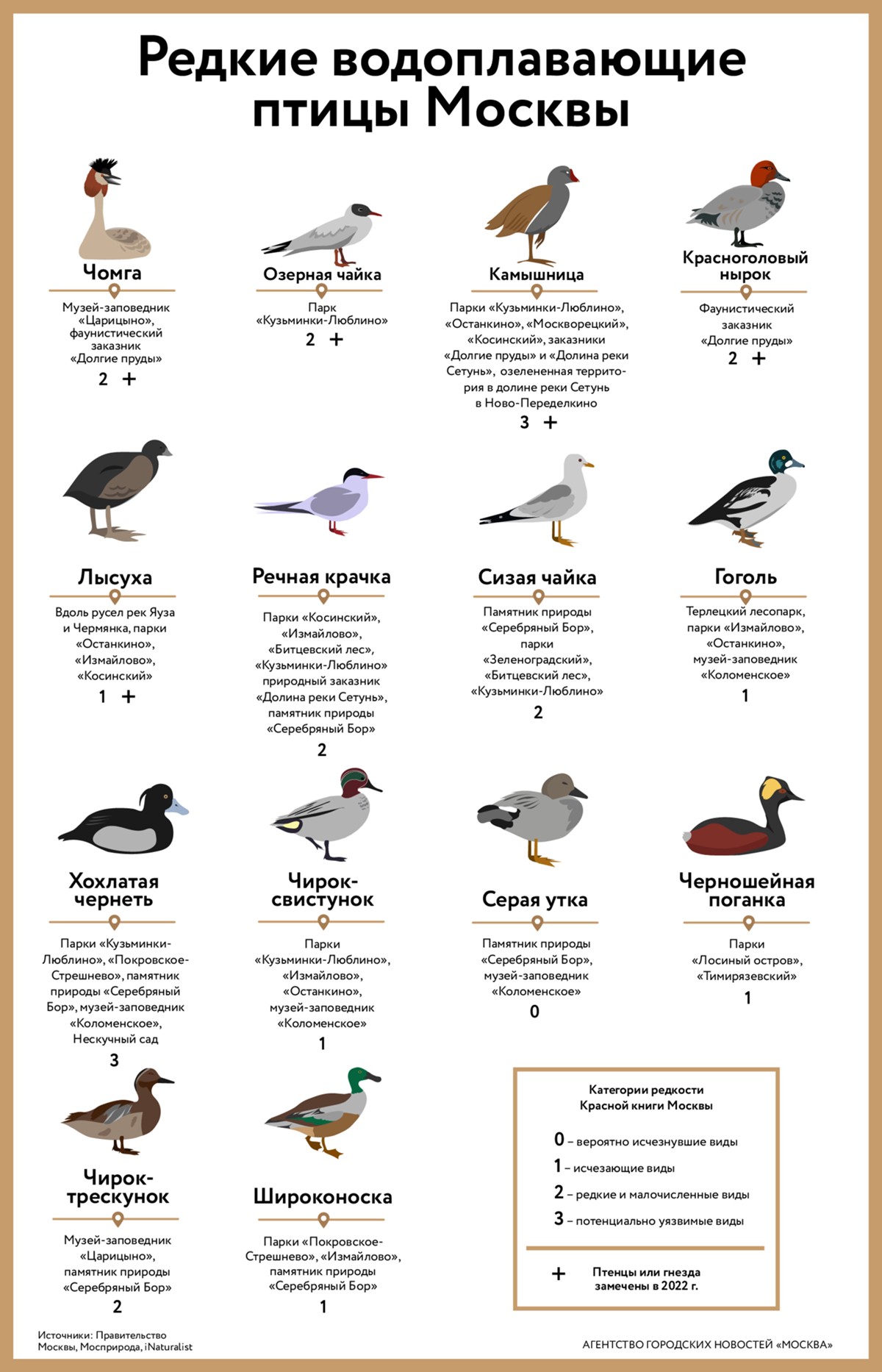 разновидность птиц в москве