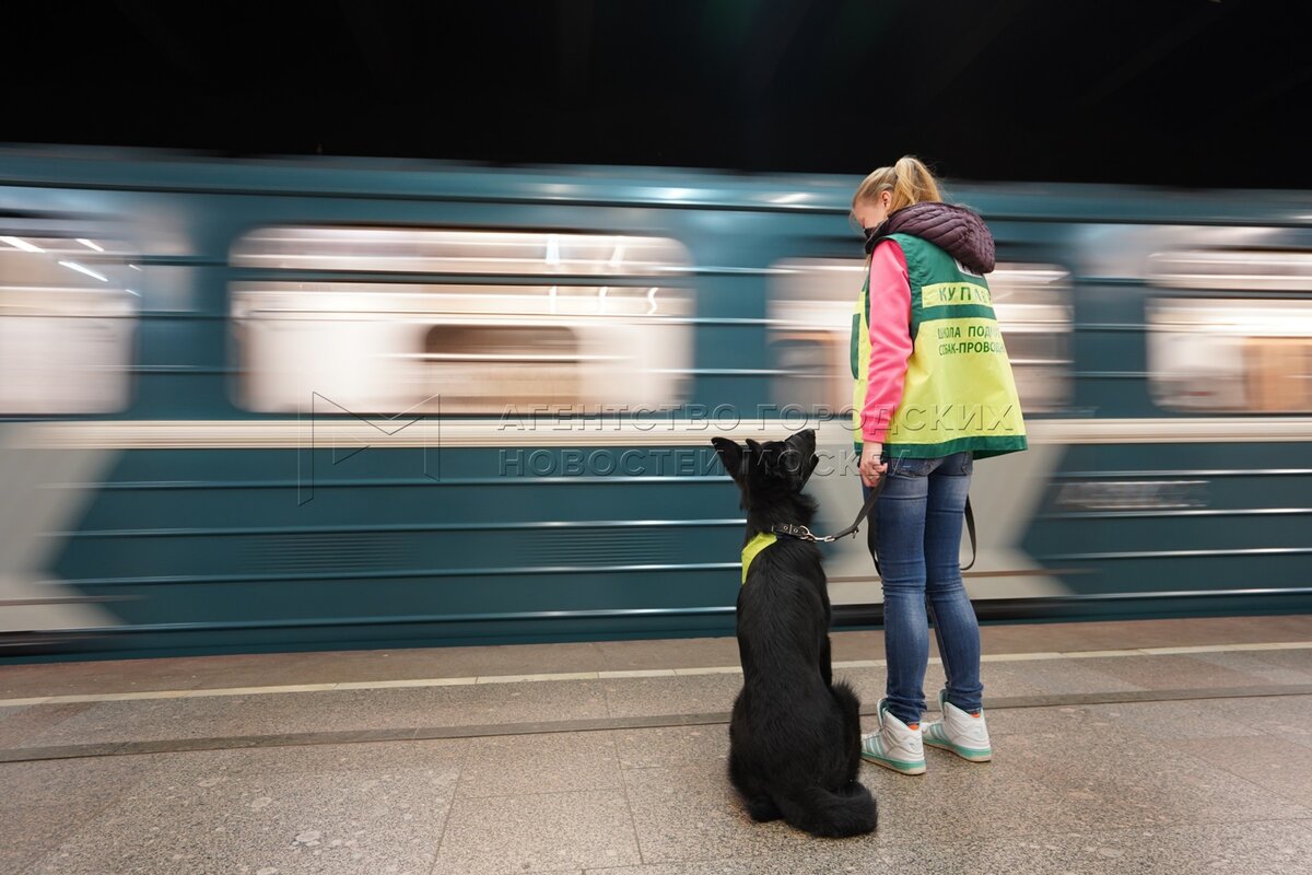 В метро возобновили обучение собак проводников. Собака проводник. Собаки в Московском метро. Метро Москвы собаки поводыри. Бродячие собаки Московского метро.