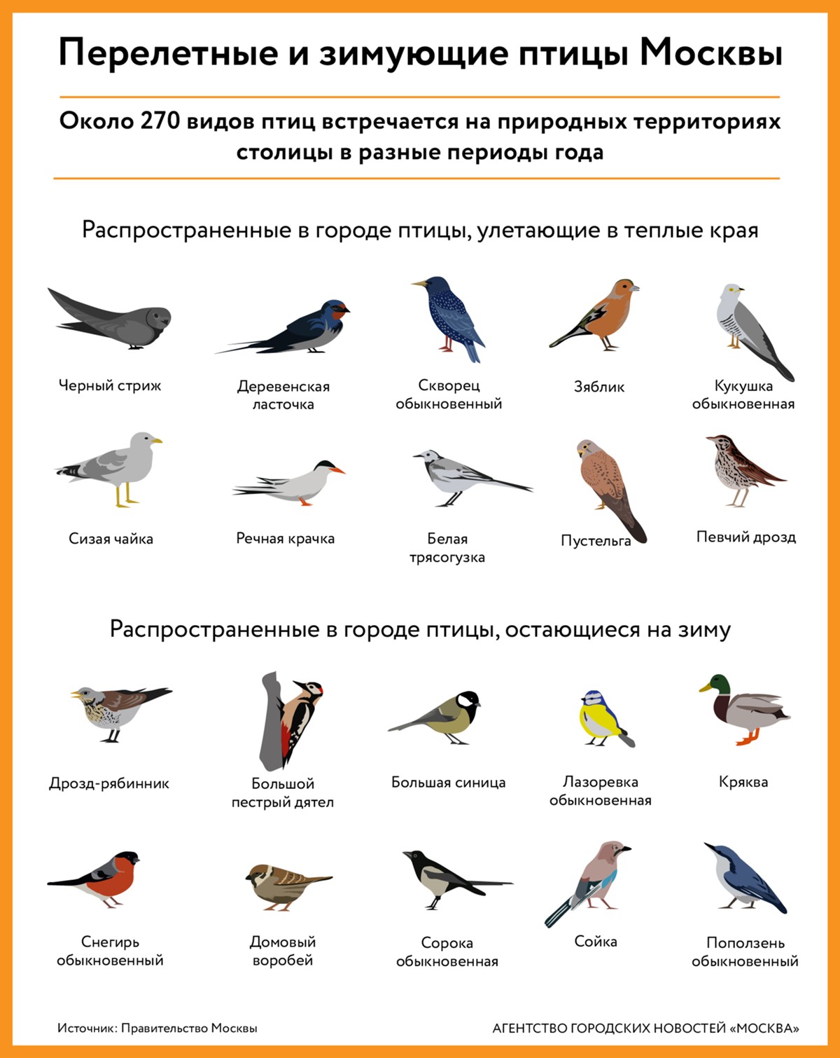 зимующие и перелетные птицы список