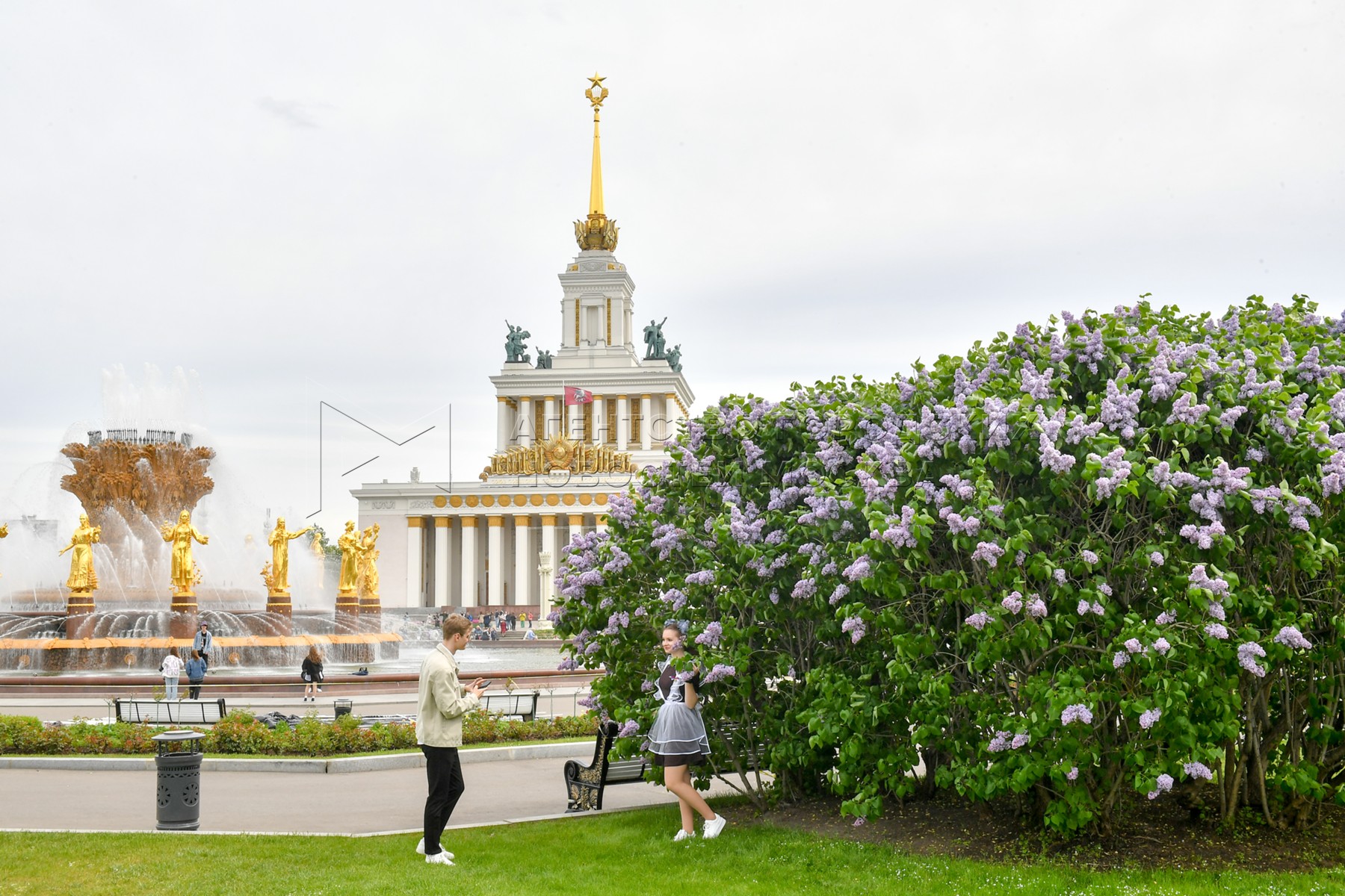 21 апреля вднх. Сирень на ВДНХ. Аллея сирени на ВДНХ. ВДНХ цветение. Сирень на ВДНХ 2023.