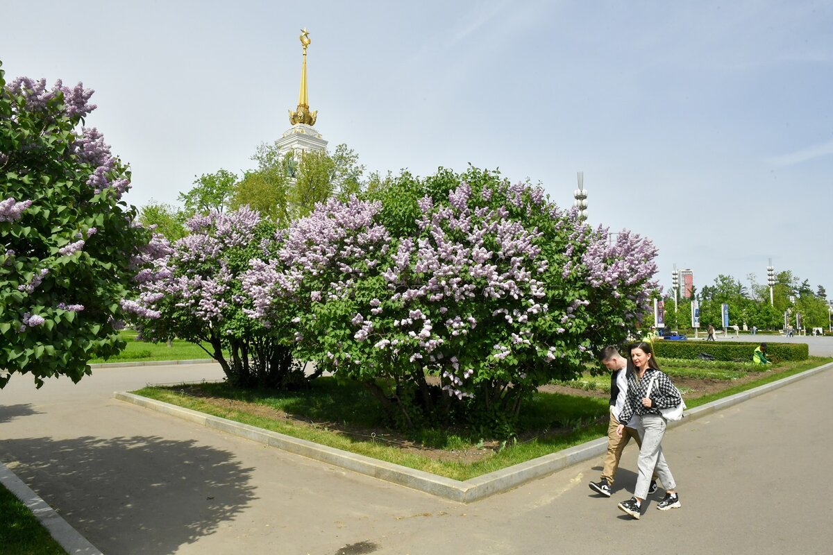 Сирень на вднх фото