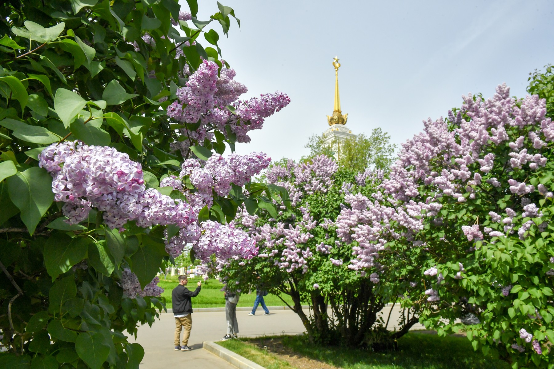 Цветение <b>сирени</b> на ВДНХ. 