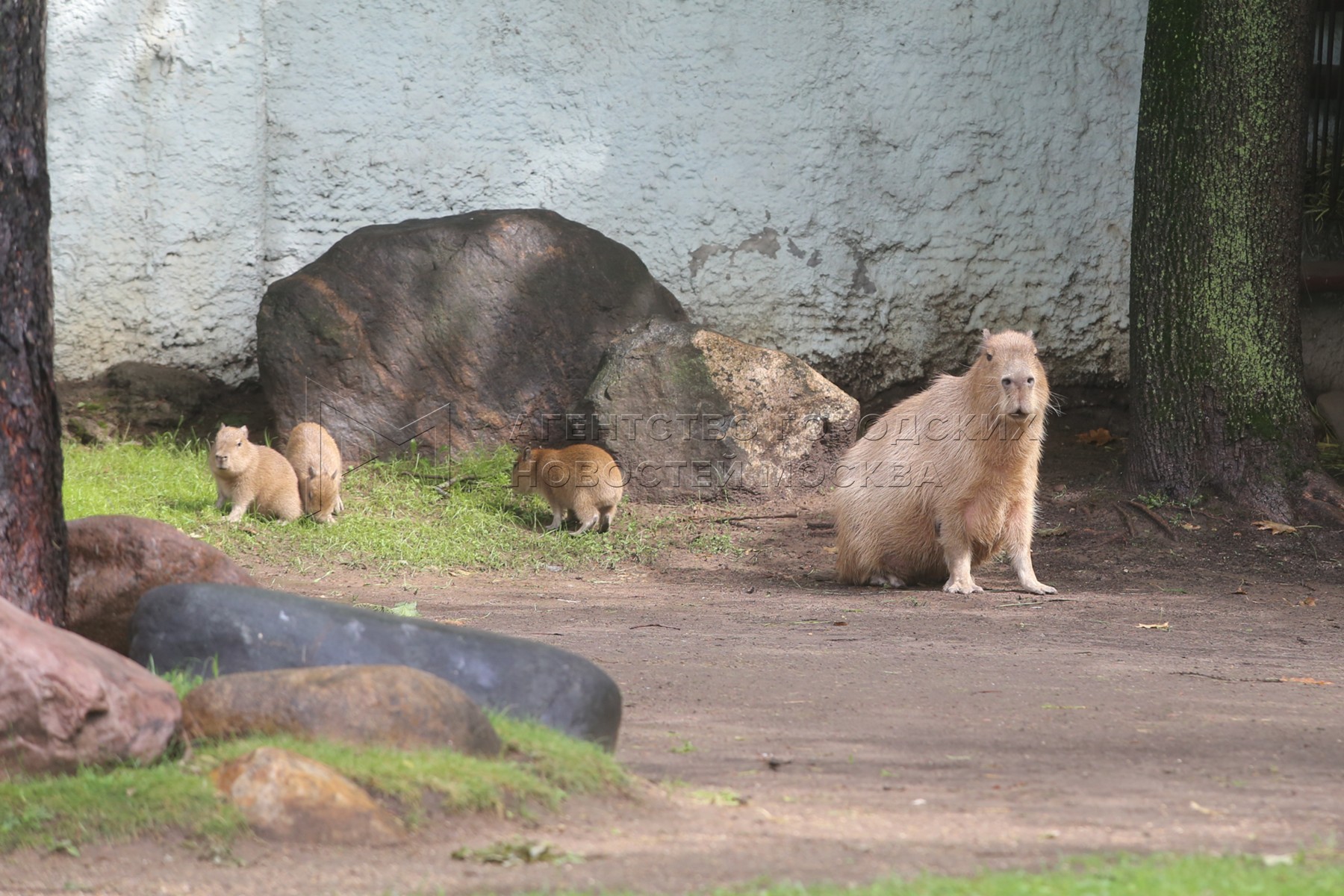 капибара в московском зоопарке