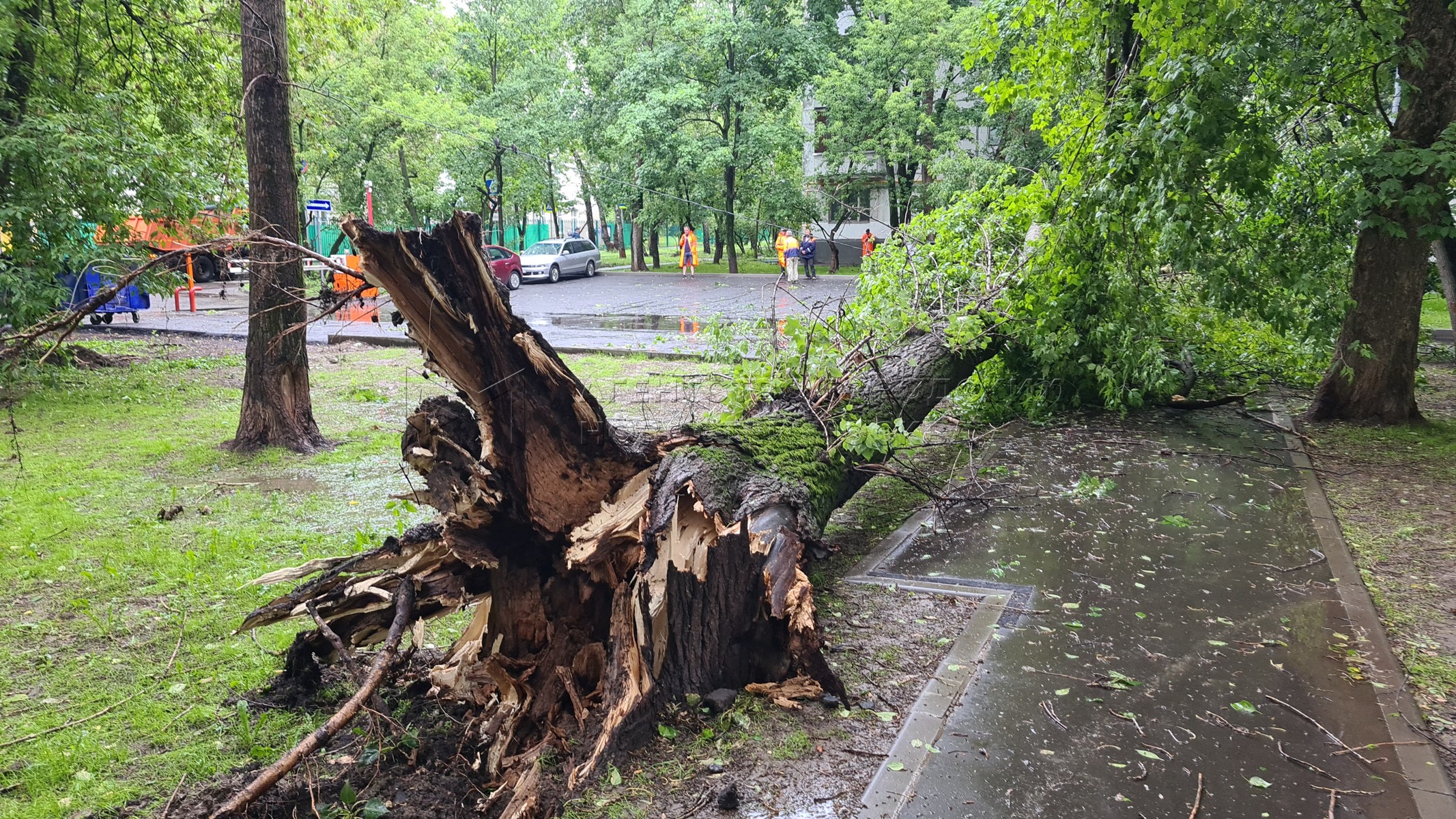 Шторм в Подмосковье повалил полторы тысячи деревьев