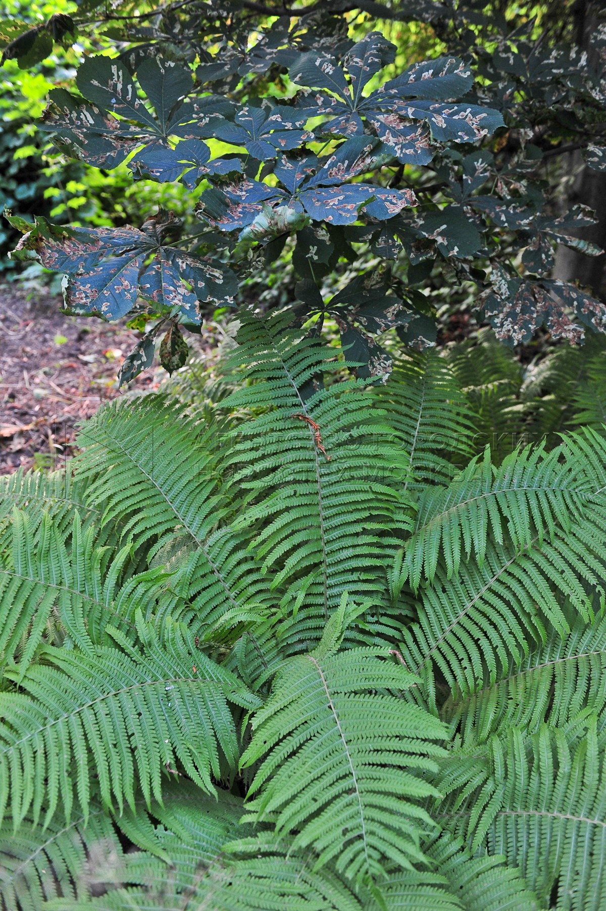 Агентство городских новостей «Москва» - Фотобанк